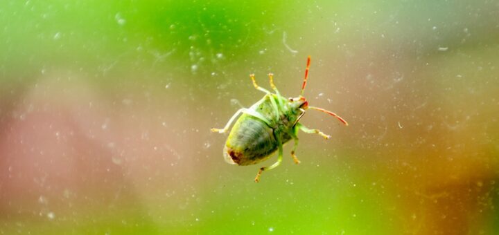 green insect close-up photography